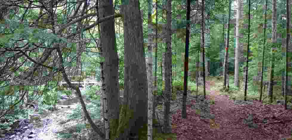 Wolf Pond Trail